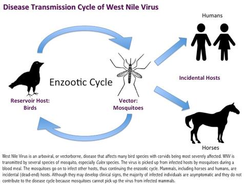 Disease Transmission Cycle of West Nile Virus CDC