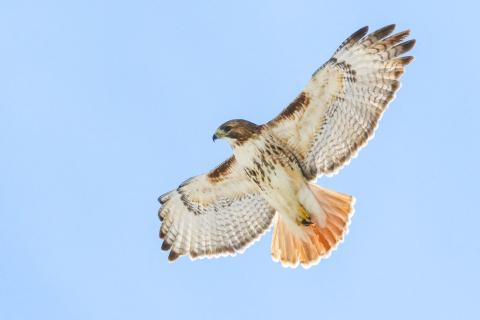 Red-Tailed Hawk in flight