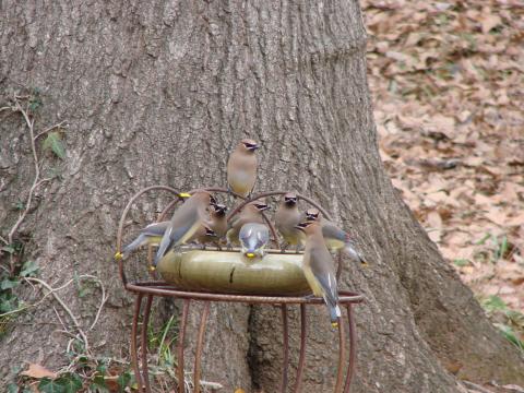 Cedar waxwings congregating at a bird bath
