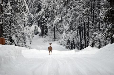 white-tailed deer in winter