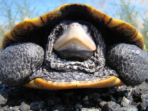 diamondback terrapin close up