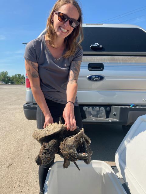 Melissa Fadden collecting the alligator snapping turtle and getting her ready to transport to Janet L. Swanson Wildlife Hospital. 