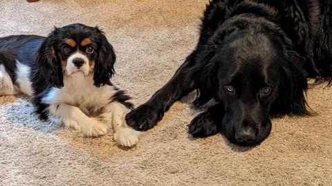 Two dogs laying on floor