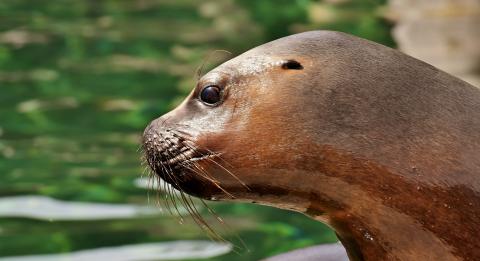 Sea lion at the ready for a salmon meal