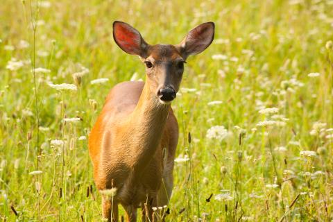 White-tailed doe standing in a field