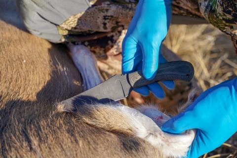 knife positioned to cut into dead deer