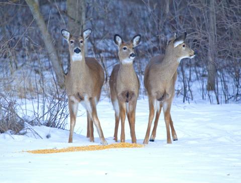 Feeding corn to white-tailed deer is not for their benefit or good for their health and survival