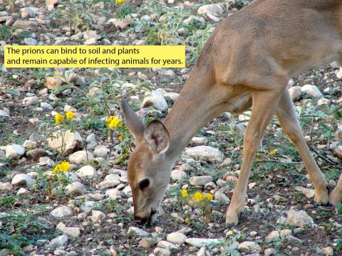 yearling white-tailed deer eating grass in rocky field