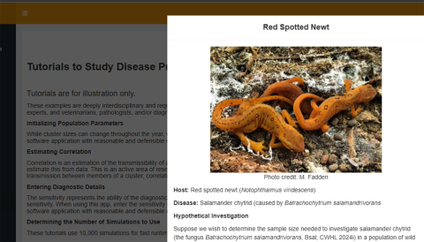 red-spotted newts