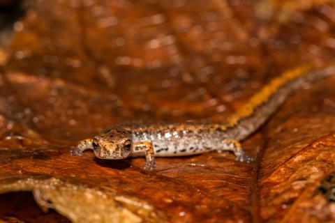 Four-toed Salamander (Hemidactylium scutatum) on leaves
