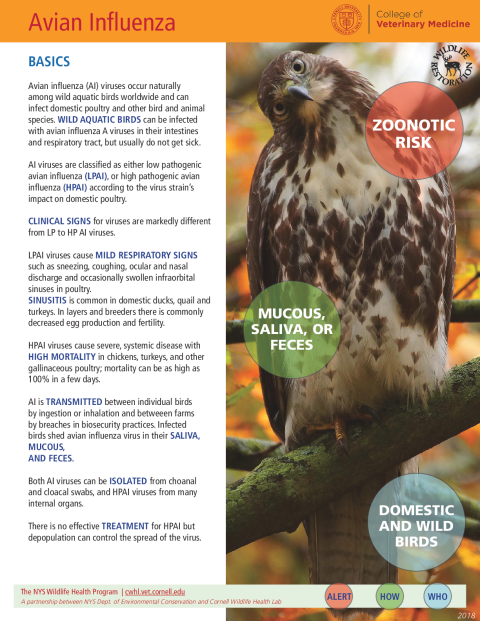 Avian Influenza Disease Fact Sheet