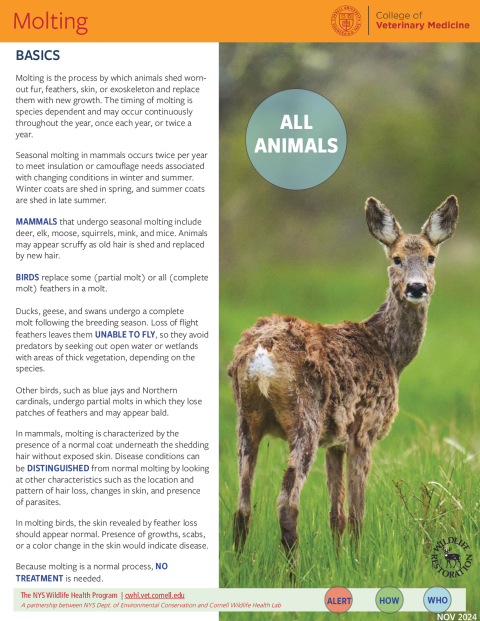 Molting Fact Sheet