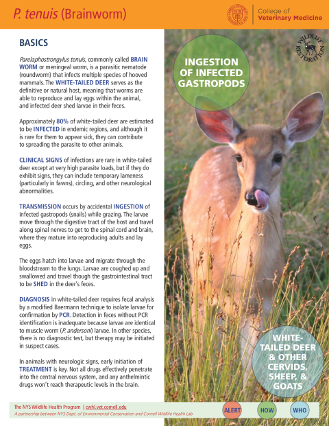 P. tenuis (Brainworm) Disease Fact Sheet