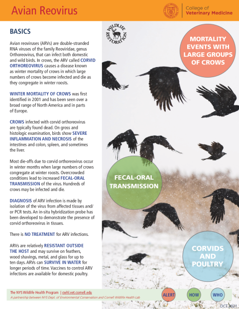Avian Reovirus Disease Fact Sheet