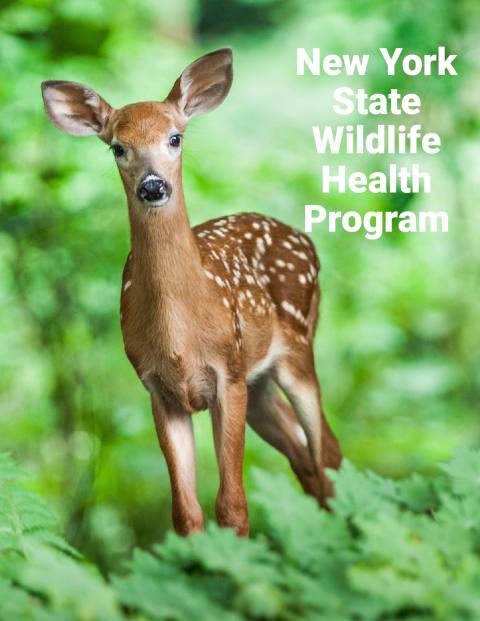 NYS WHP Program Overview 2017