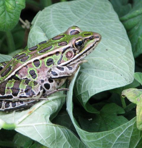 Northern Leopard frog on a leaf