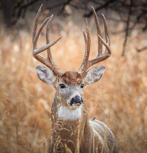 White-tailed deer in field