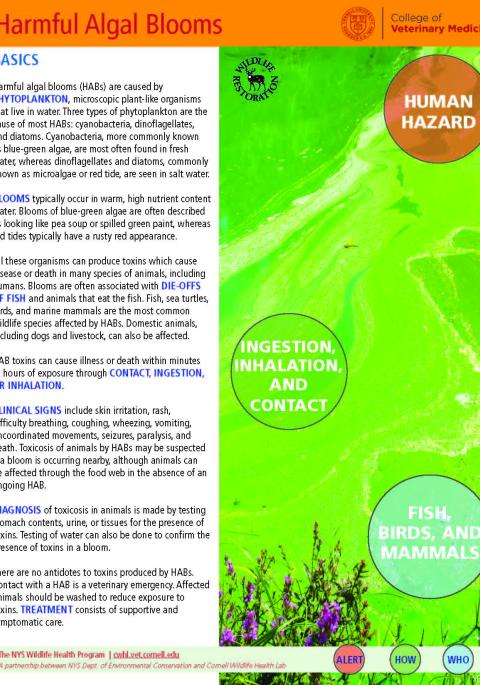 thumbnail of HAB fact sheet