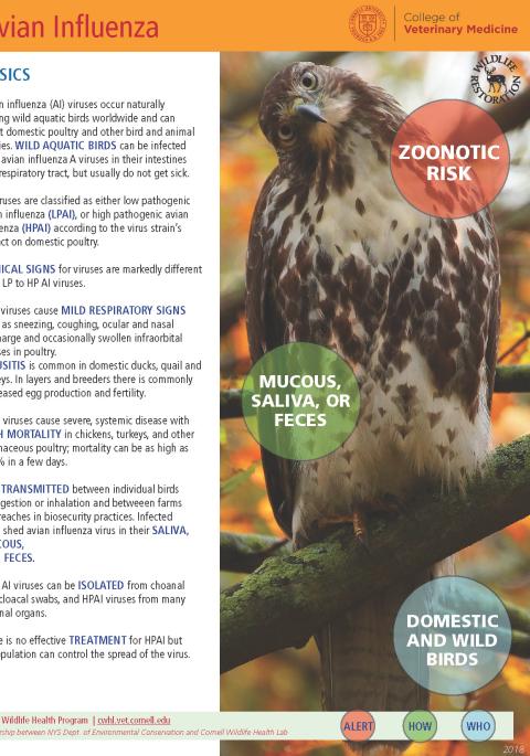 thumbnail of AI fact sheet