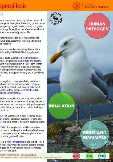 thumbnail of aspergillosis fact sheet