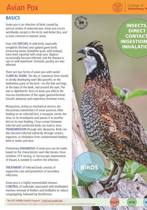Thumbnail of fact sheet; click on image to download PDF