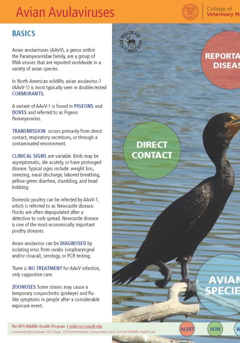 thumbnail of avulaviruses fact sheet