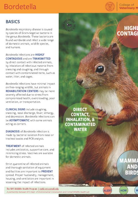 Thumbnail of fact sheet; click on image to download PDF