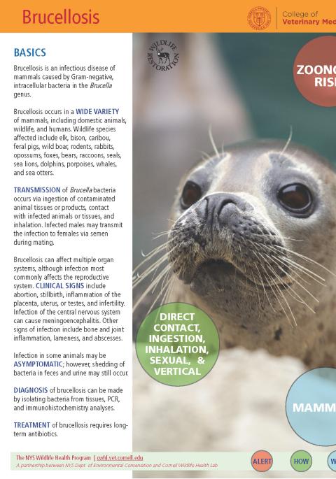 thumbnail of brucellosis fact sheet