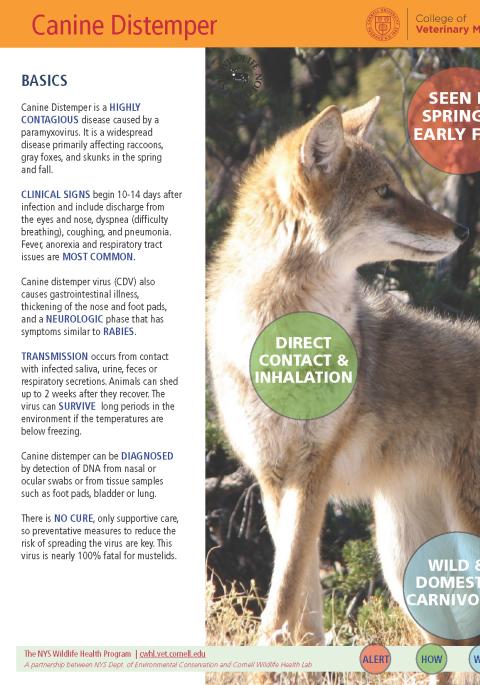 Thumbnail of fact sheet; click on image to download PDF
