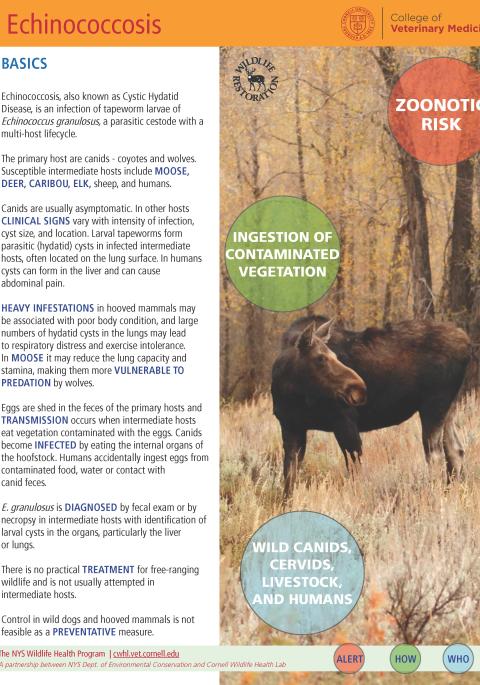 thumbnail of Echinococcosis fact sheet