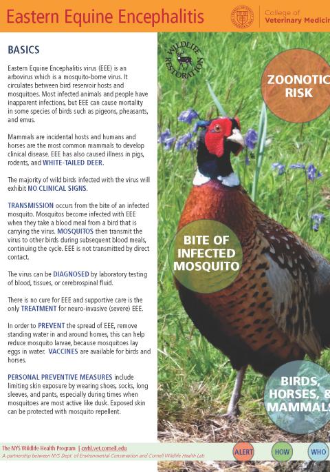 Thumbnail of fact sheet; click on image to download PDF