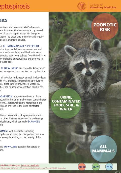 Thumbnail of fact sheet; click on image to download PDF