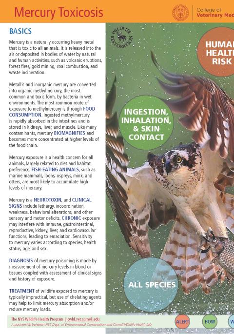 thumbnail of Mercury toxicosis fact sheet