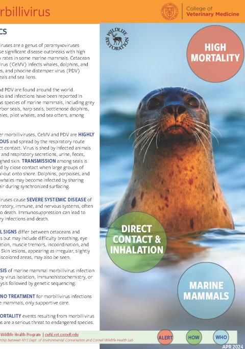 Thumbnail of fact sheet; click on image to download PDF