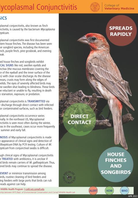 Thumbnail of fact sheet; click on image to download PDF