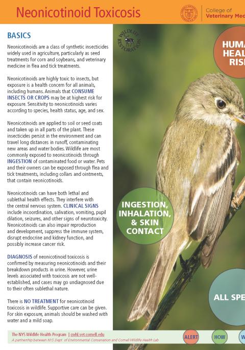 thumbnail of Neonicotinoid Toxicosis fact sheet