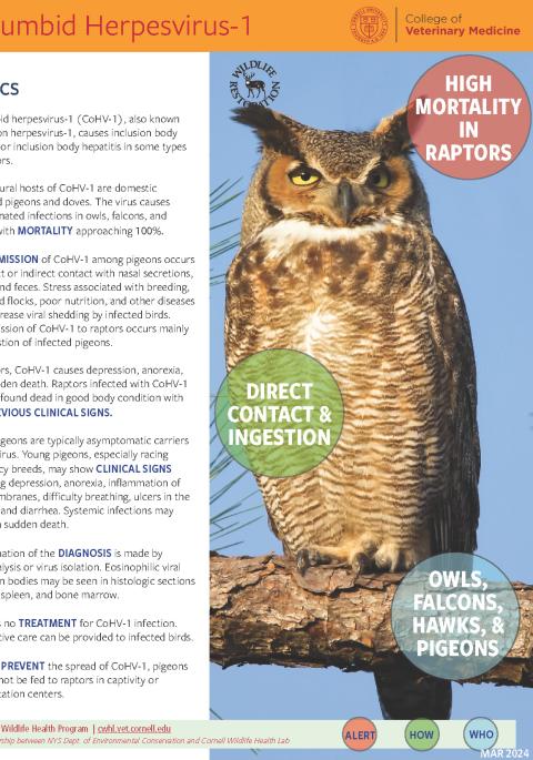 Thumbnail of fact sheet; click on image to download PDF
