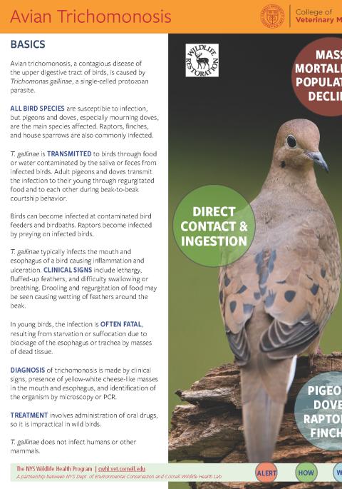 Thumbnail of fact sheet; click on image to download PDF