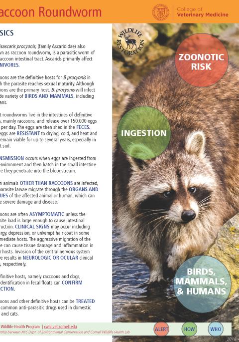 Thumbnail of fact sheet; click on image to download PDF