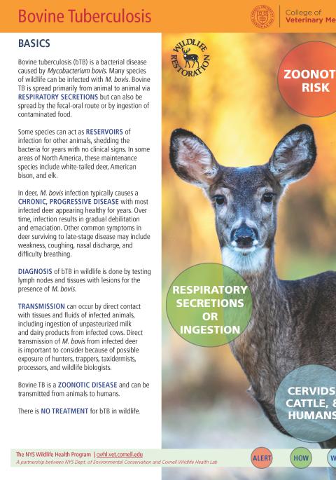 thumbnail of bTB fact sheet