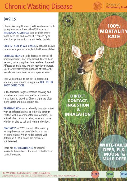 thumbnail of CWD fact sheet