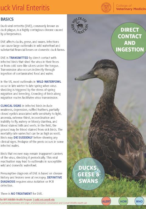 thumbnail of DVE fact sheet