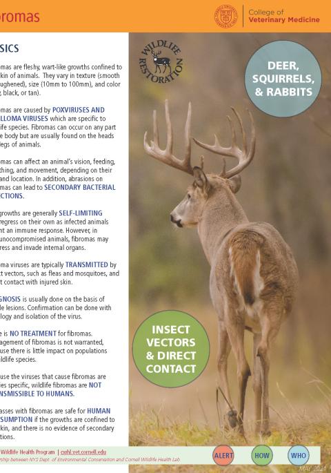 thumbnail of fibromas fact sheet
