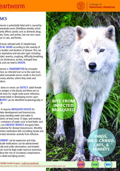 thumbnail of heartworm fact sheet