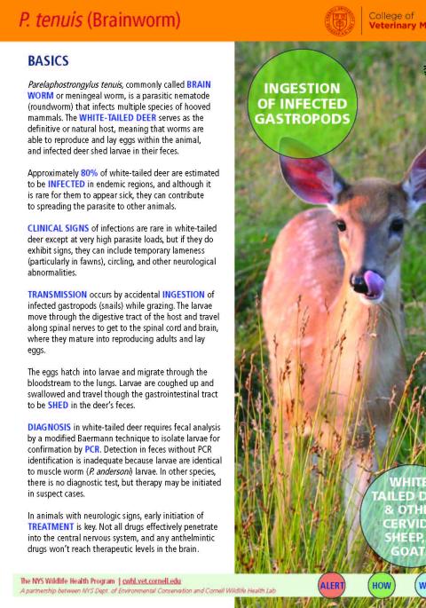 thumbnail of P. tenuis fact sheet