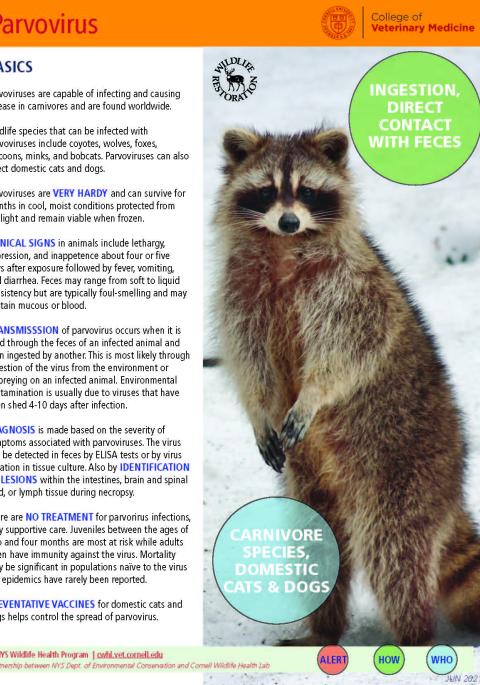 thumbnail of parvo fact sheet