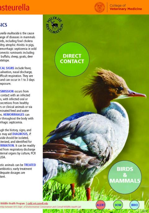 thumbnail of pasteurella fact sheet