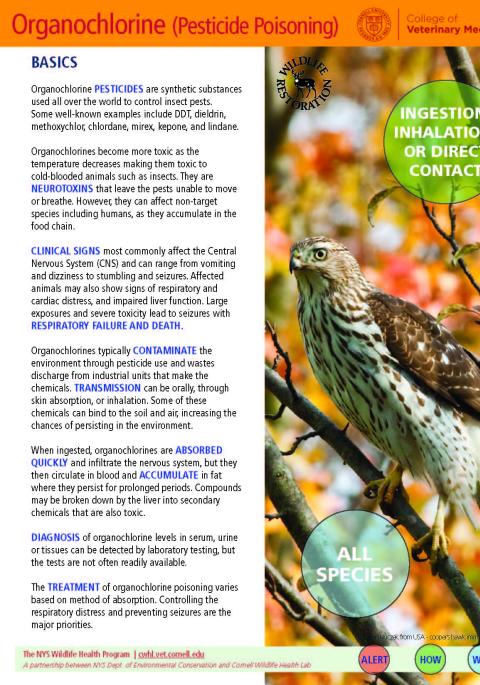 thumbnail of Pesticide Poisoning fact sheet
