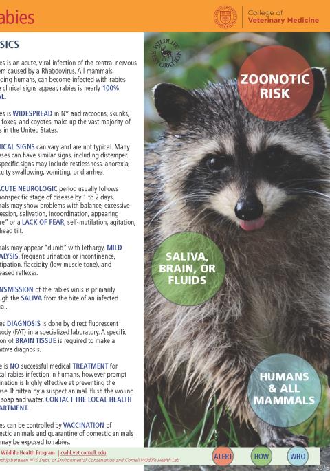 thumbnail of rabies fact sheet