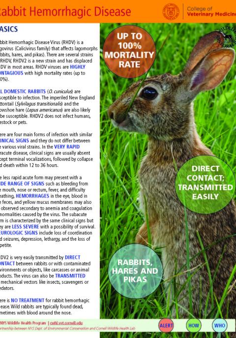 thumbnail of RHDV fact sheet